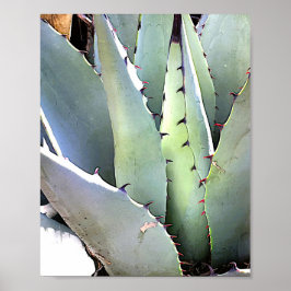 Póster Suculento desierto de Agave Plant Blue Cacti Tequi