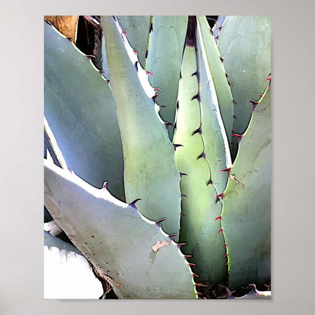 Póster Suculento desierto de Agave Plant Blue Cacti Tequi (Frente)