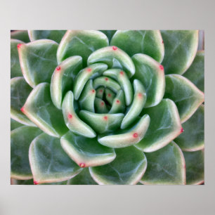 Póster Suculento rojo verde