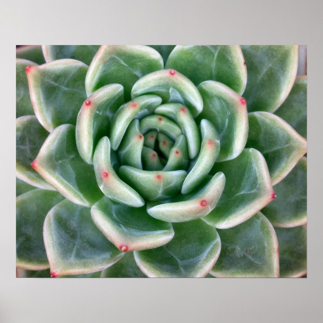 Póster Suculento rojo verde (Frente)