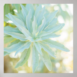 Póster Suculento verde de mentaCactus Naturaleza de las f