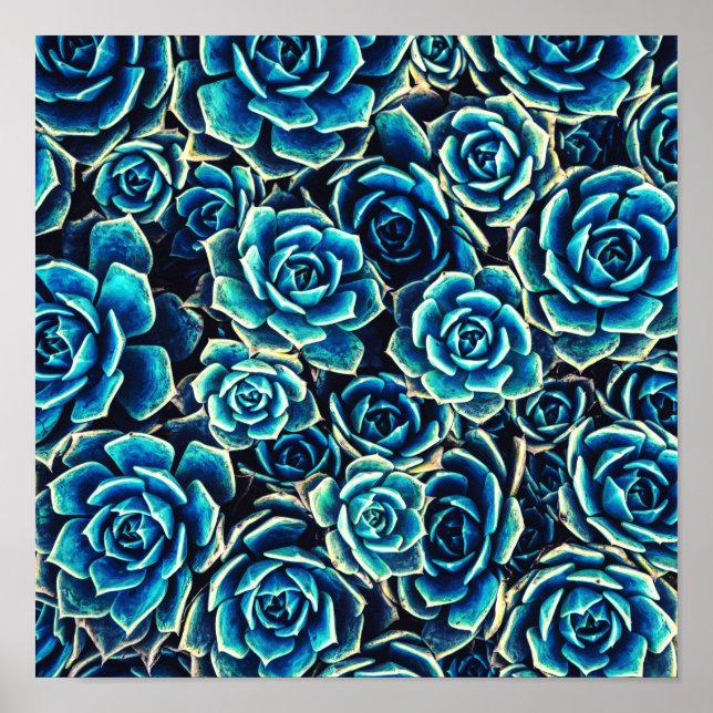 Póster Suculentos (Frente)