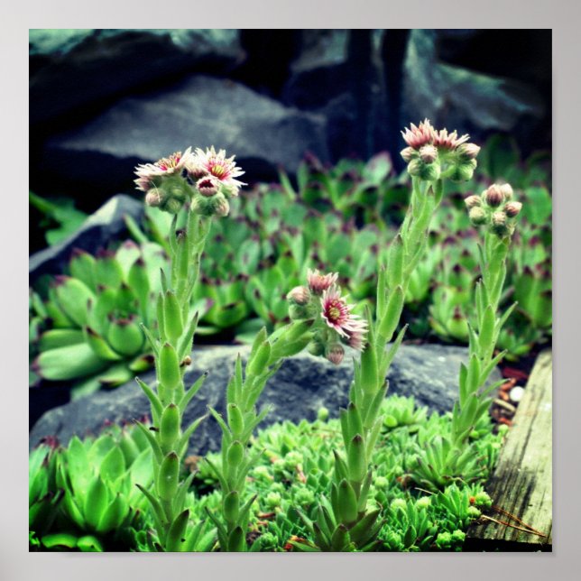 Póster Suculentos Flores (Frente)