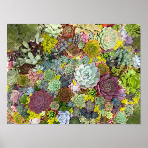 Póster Suculentos paisajes coloridos