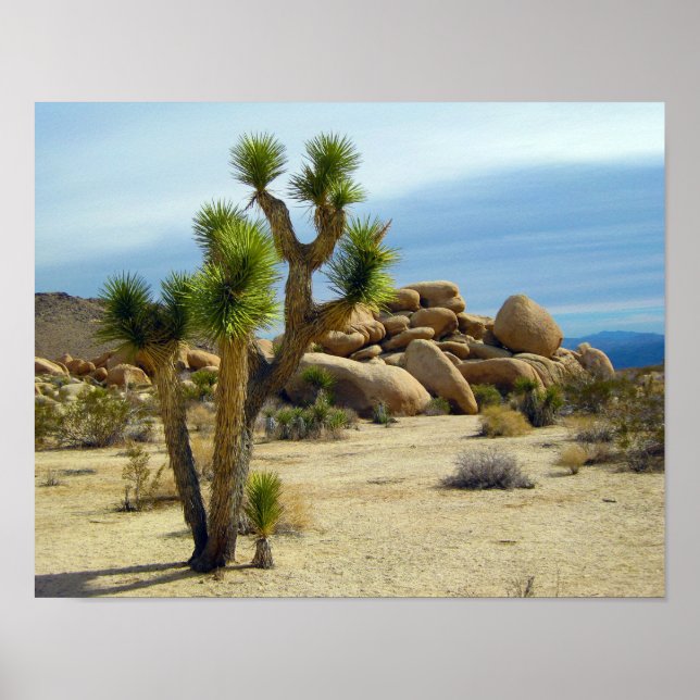 Póster Suculentos, rocas y cielo despejado del desierto d (Frente)