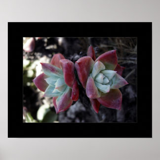 Póster Suculentos sutiles