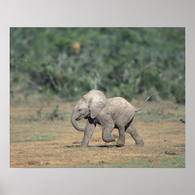 Póster Sudáfrica, Parque Nacional Addo Elephant. Bebé (Frente)