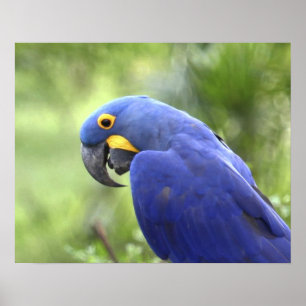 Póster Sudamérica, Brasil, Pantanal