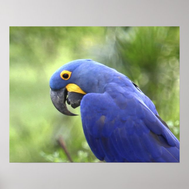 Póster Sudamérica, Brasil, Pantanal (Frente)