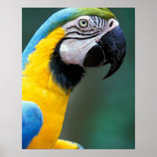 Póster Sudamérica, Brasil, Parque Nacional Iguacu,