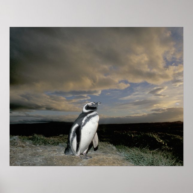 Póster Sudamérica, Chile, Patagonia, Magallanes, (Frente)