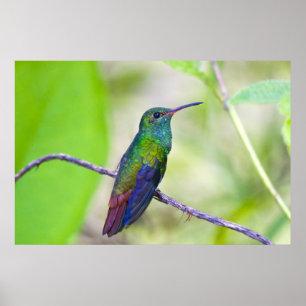 Póster Sudamérica, Costa Rica, Sarapiqui, La Selva