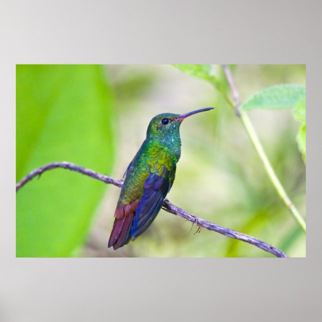 Póster Sudamérica, Costa Rica, Sarapiqui, La Selva (Frente)