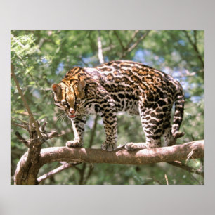 Póster Sudamérica, Ecuador, Amazonía. Ocelot