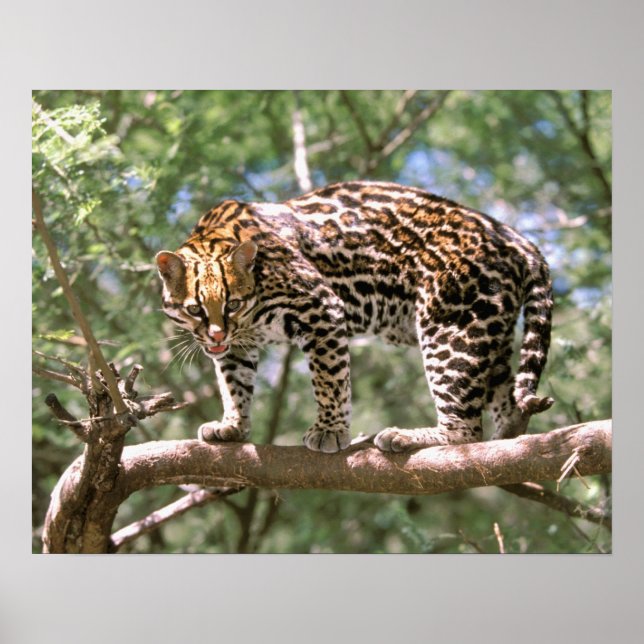 Póster Sudamérica, Ecuador, Amazonía. Ocelot (Frente)