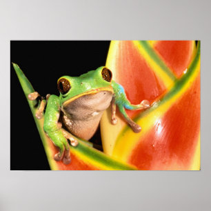 Póster Sudamérica, Ecuador, Amazonía. Verde Rana
