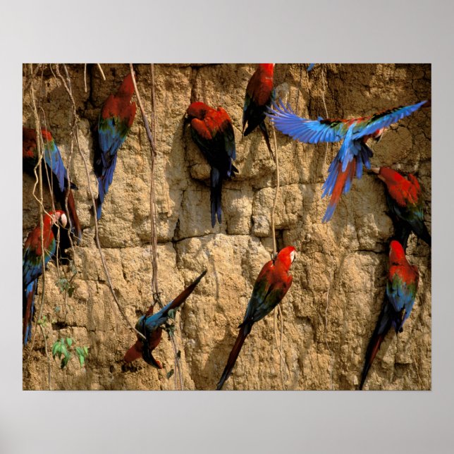 Póster Sudamérica, Perú, Parque Nacional Manu, (Frente)