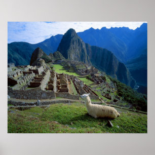 Póster Sudamérica, Perú. Una llama descansa en una colina