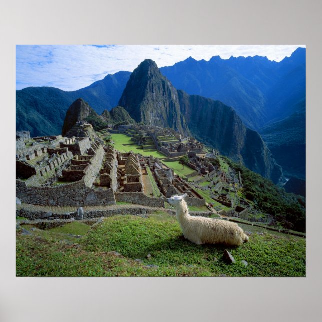 Póster Sudamérica, Perú. Una llama descansa en una colina (Frente)
