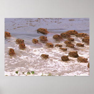 Póster Sudamérica, Venezuela, región de Llano.