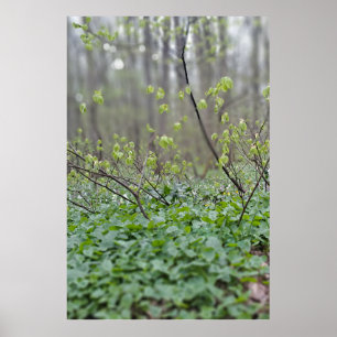 Póster Suelo del bosque de los Cárpatos Rumania Fotografí