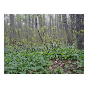 Póster Suelo del bosque de los Cárpatos Rumania Fotografí