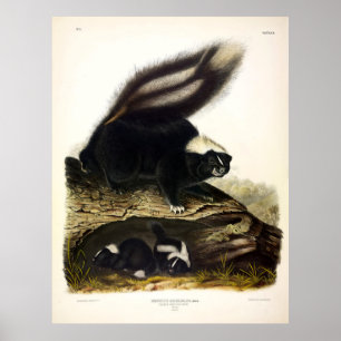 Póster Sueño común americano, zorrillo a rayas, de Audubo