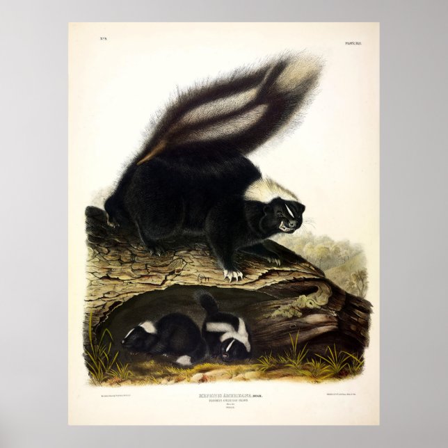 Póster Sueño común americano, zorrillo a rayas, de Audubo (Frente)