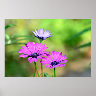 Póster sueño de flor