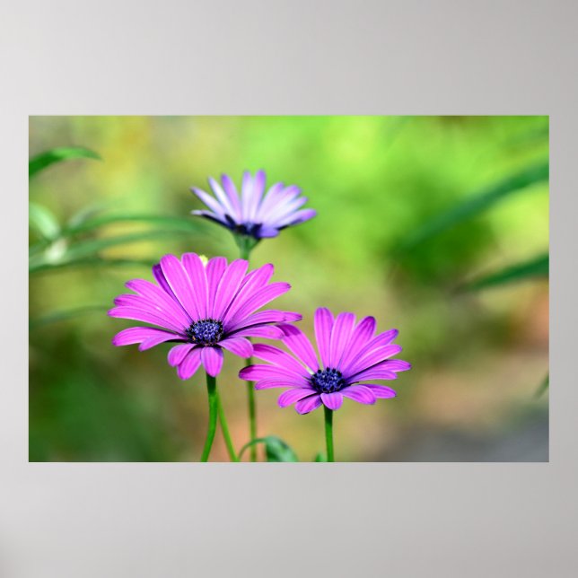 Póster sueño de flor (Frente)