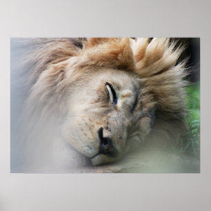Póster Sueño del león