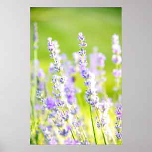 Póster Sueño Lavender