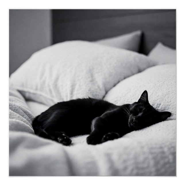 Póster Sueños de Ébano: Comodidad y Encanto Felino (Anverso)