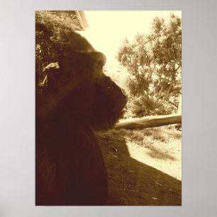 Póster Sueños de gorila