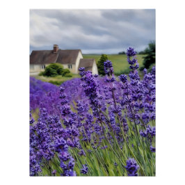 Póster Sueños de lavanda