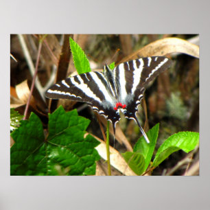 Póster Sueños de mariposa