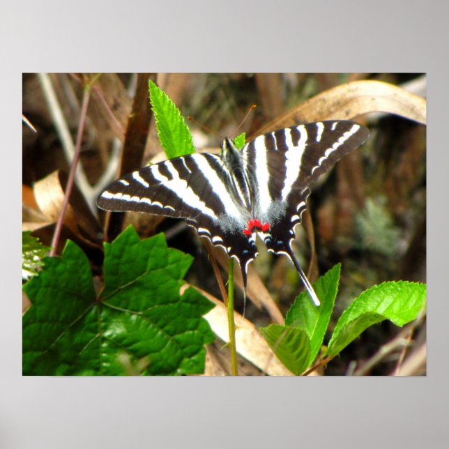 Póster Sueños de mariposa (Frente)