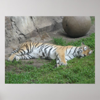 Póster Sueños de tigre