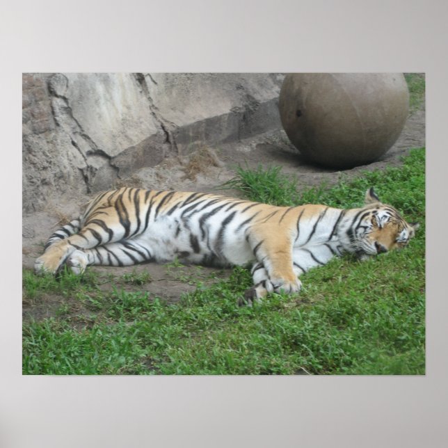 Póster Sueños de tigre (Frente)