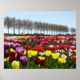 Póster Sueños de tulipán