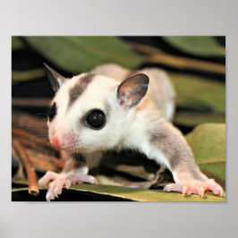 Póster Sugar Glider