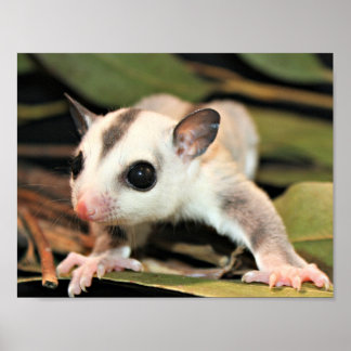 Póster Sugar Glider