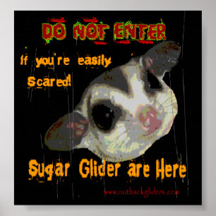 Póster Sugar Glider Poster