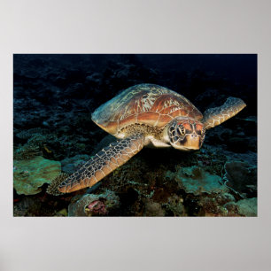 Póster Sulawesi   Tortuga del Mar Verde