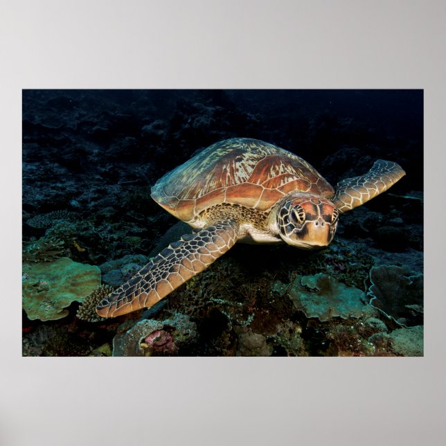Póster Sulawesi | Tortuga del Mar Verde (Frente)