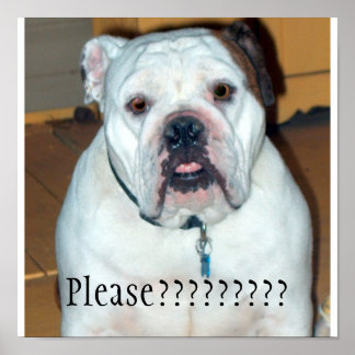 Póster "Sullivan", el Bulldog/Poster inglés