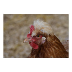 Póster Sulmtaler Hen