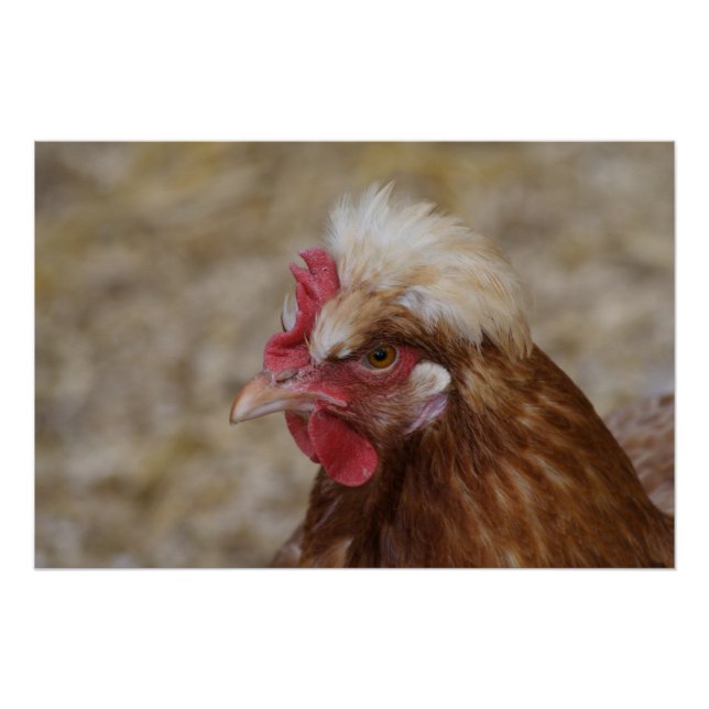 Póster Sulmtaler Hen (Anverso)