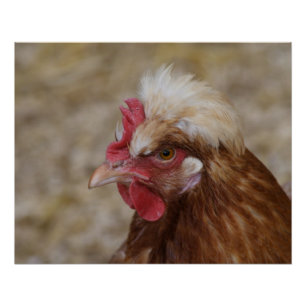 Póster Sulmtaler Hen