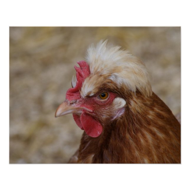 Póster Sulmtaler Hen (Anverso)